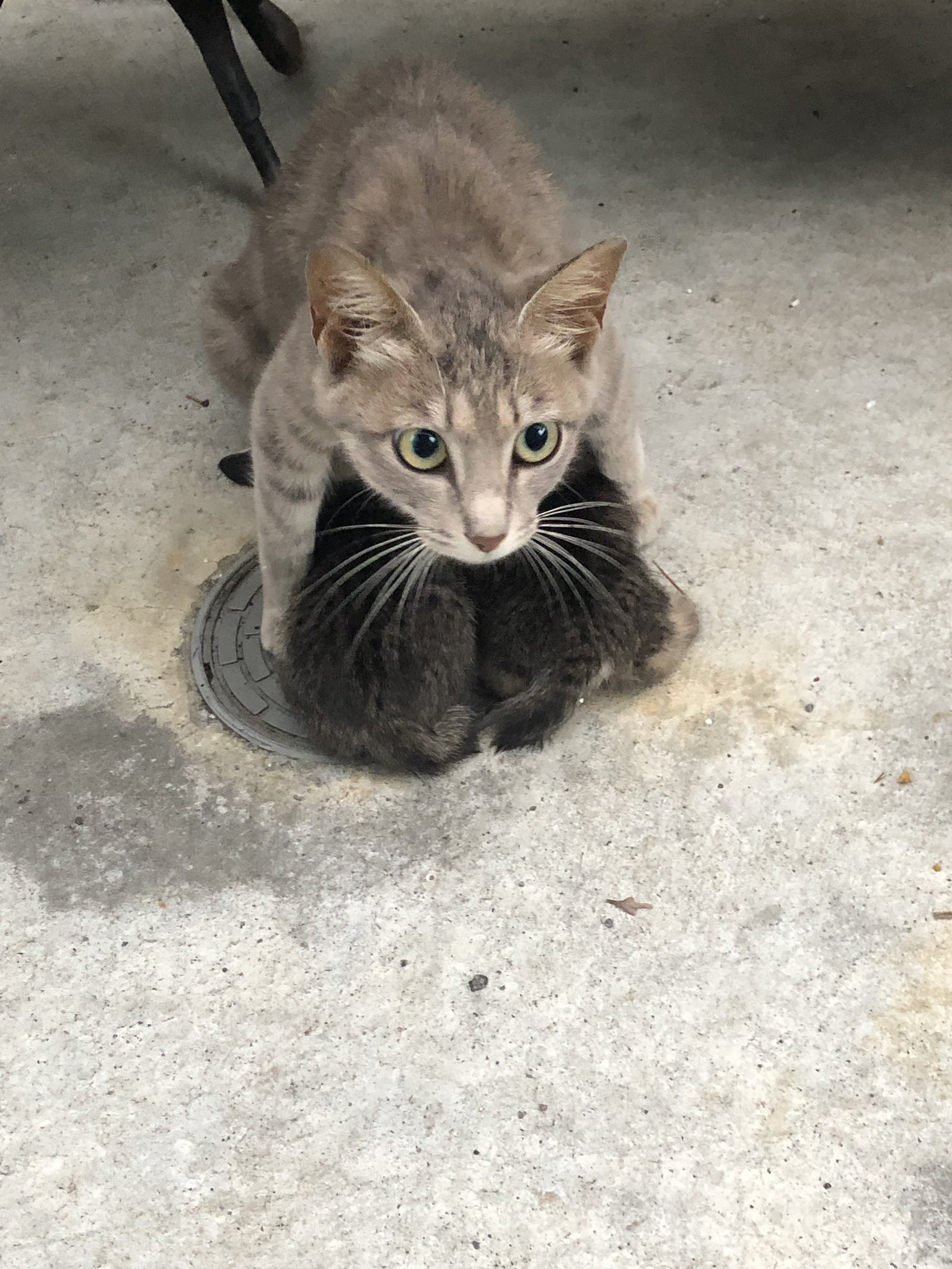 Защищает кошку. Кошка защищает. Кот защищает котенка. Кошка защищает своих котят. Мать кошка защищает котят.