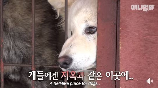 ▲▼南韓最大「狗肉市場」歇業。（圖／翻攝自《SBS TV동물농장x애니멀봐》）