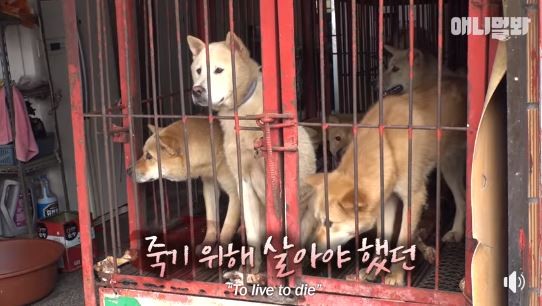 ▲▼南韓最大「狗肉市場」歇業。（圖／翻攝自《SBS TV동물농장x애니멀봐》）