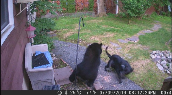 大黑熊闖鄰居後院覓食　「最強保母」小黑狗英勇把牠擊退。（圖／翻攝自Facebook／Mark Stinziano）