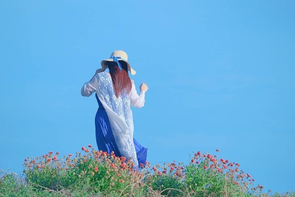 ▲觀音濱海遊憩區天人菊。（圖／ig@3more_hi4提供，請勿隨意翻拍，以免侵權）