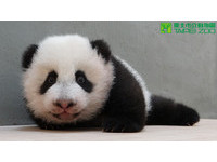 「圓仔」104天大了，體重6607公克。（圖／台北市立動物園）