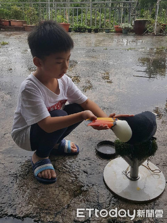 ▲▼巨嘴鳥向男飼主撒嬌惹正宮吃醋。（圖／網友鄭宇卉授權提供）