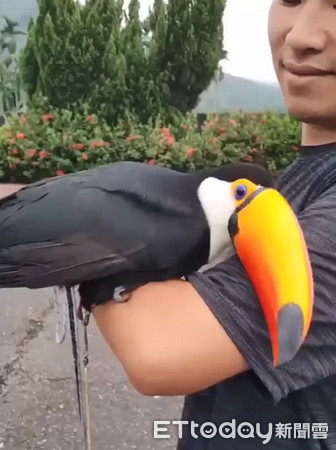 ▲▼巨嘴鳥向男飼主撒嬌惹正宮吃醋。（圖／網友鄭宇卉授權提供）