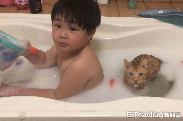 ▲▼貓咪和小朋友一起泡澡。（圖／郭姓飼主提供）