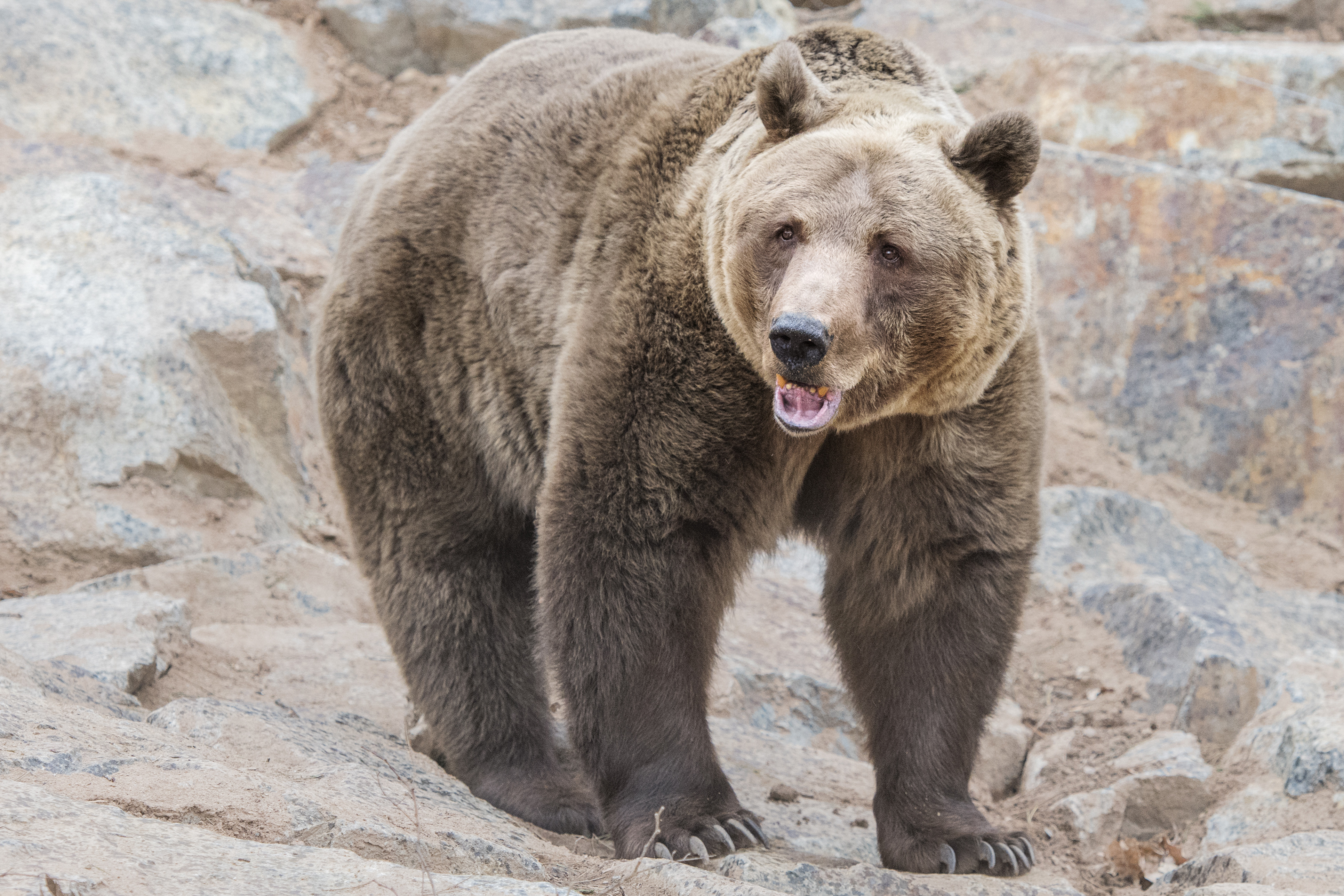 ▲當地動物保護部門負責人說，現在正是棕熊改變飲食的時期，有時候難免會誤闖人類的居住地。(示意圖／達志影像／美聯社)