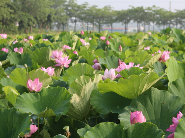 ▲白河蓮花季。（圖／台南市白河區公所提供）