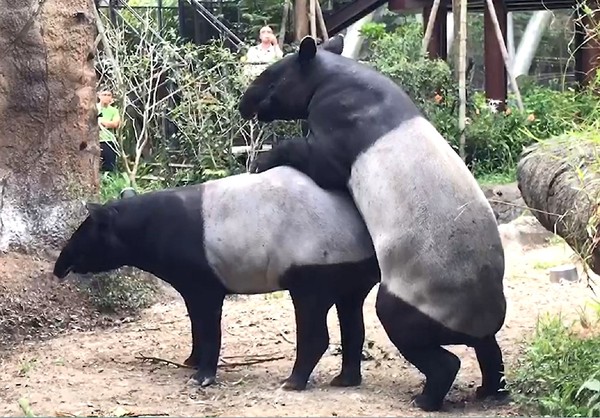 動物園傳喜訊！2馬來貘熱戀中。（圖／台北市立動物園提供）