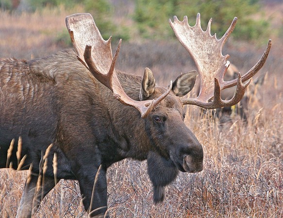 ▲駝鹿（moose）用灑水器消暑。（圖／取自免費圖庫pixabay）