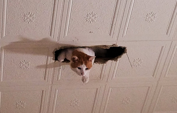 ▲▼異次元出口！天花板「長出一顆貓頭」　他嚇壞：你怎麼在那？（圖／翻攝自Twitter:tmgpn）