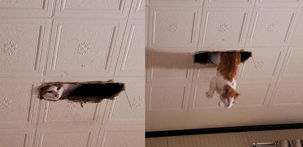 ▲▼異次元出口！天花板「長出一顆貓頭」　他嚇壞：你怎麼在那？（圖／翻攝自Twitter:tmgpn）