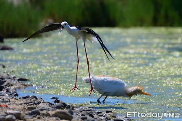 ▲高翹鴴。（圖／拍鳥俱樂部（Bird Photography Club）網友黃進財提供，請勿隨意翻拍，以免侵權。）