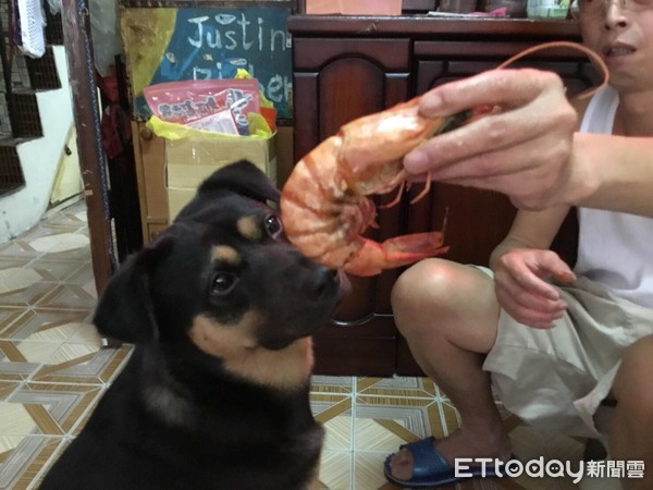 阿嬤家住一年，小鮮肉→肥宅大叔。（圖／飼主楊雯宇提供，請勿隨意翻拍，以免侵權。）