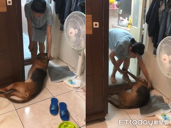 ▲24公斤狗狗被拖進浴室洗澡。（圖／有點毛毛的／網友Joyce Chang提供，，請勿隨意翻拍，以免侵權。）