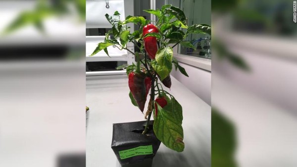 ▲埃斯帕諾拉辣椒（Española chile pepper）將送往外太空種植。（圖／翻攝自推特／@pourmecoffee）