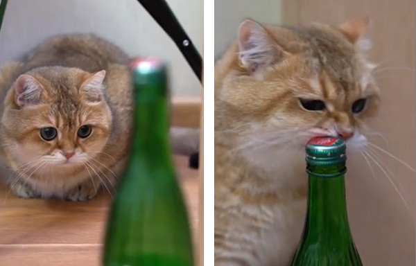▲▼貓咪挑戰開瓶蓋最後用偷吃步才成功。（圖／翻攝自Instagram帳號「@hosico_cat」）