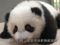 貓熊圓仔行動能力變強，會看鏡頭。(圖／畫面翻拍)
