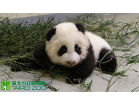 大貓熊寶寶圓仔106天大，練爬「倒退嚕」。（圖／台北市立動物園）