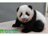 第105天大的圓仔體重6613克，淑女坐姿很優雅。（圖／台北市立動物園）