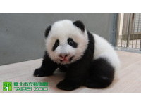 第105天大的圓仔體重6613克，淑女坐姿很優雅。（圖／台北市立動物園）