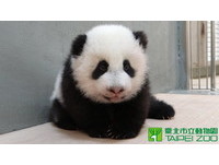 第105天大的圓仔體重6613克，淑女坐姿很優雅。（圖／台北市立動物園）