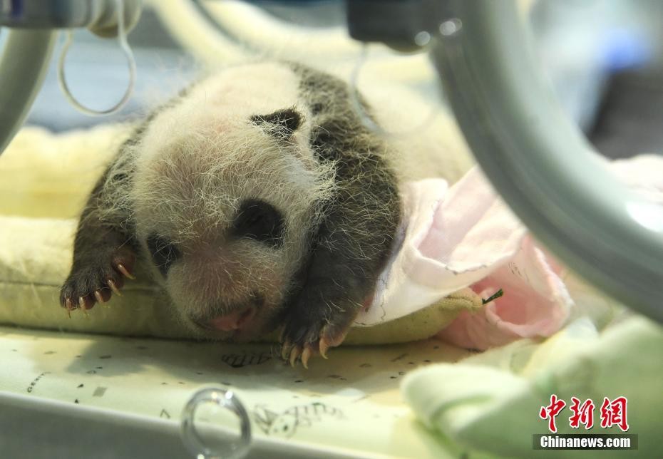 ▲重慶市動物園兩隻大熊貓「蘭香」和「莽仔」，於日前在同一天各自生下一對雙胞胎。（圖／翻攝自《中新社》）