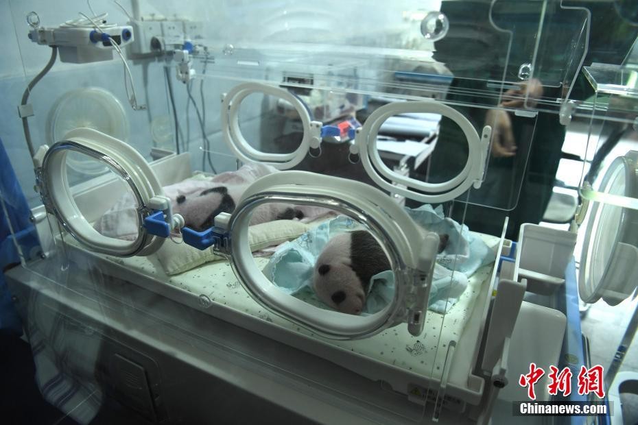 ▲重慶市動物園兩隻大熊貓「蘭香」和「莽仔」，於日前在同一天各自生下一對雙胞胎。（圖／翻攝自《中新社》）