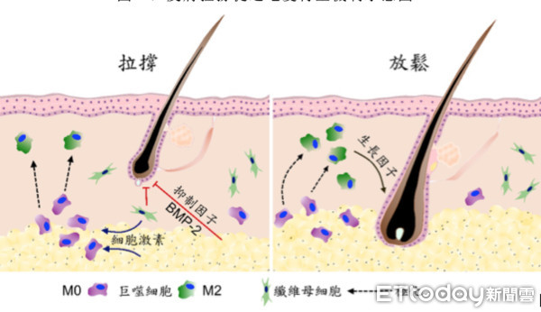 ▲治療禿髮有新招！他幫小鼠「拉皮」7天　裸背咻咻長黑髮。（圖／記者嚴云岑攝）