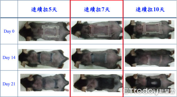 ▲禿子福音！北榮醫幫小鼠「拉皮」7天　裸背咻咻長黑毛。（圖／北榮提供）