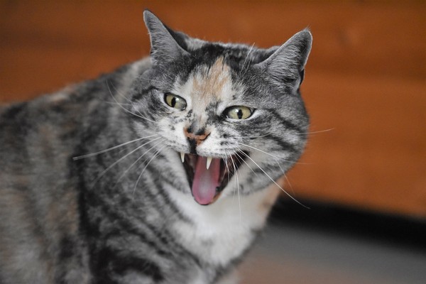 貓。（圖／CC0圖庫／Pixabay）