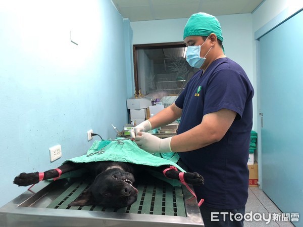 ▲▼花蓮縣幸福犬貓寵物登記、犬貓絕育、預防狂犬病三合一計畫開跑，名額有限花蓮鄉親請把握。（圖／花蓮縣政府提供，下同）