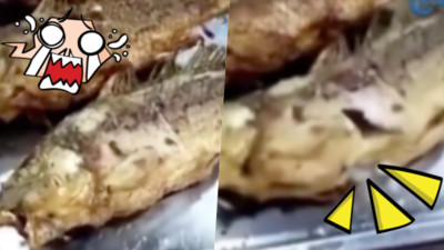 「人面魚」真的存在？　炸熟的魚死而復生　專家鑑定：這不是假畫面！