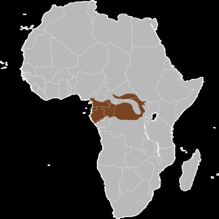 ▲非洲森林象（Loxodonta cyclotis）分布於西非和剛果盆地。（圖／翻攝自維基）