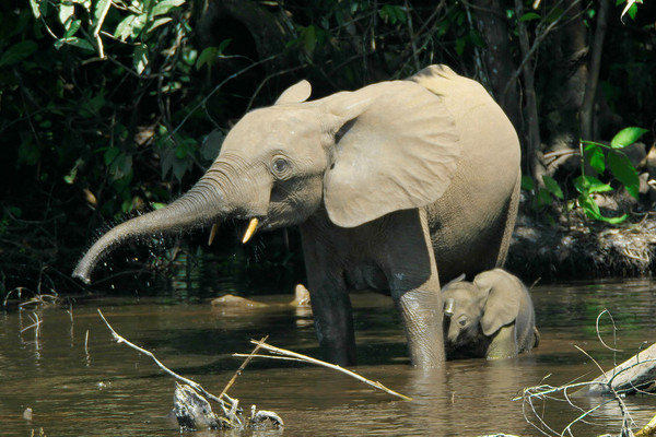 ▲非洲森林象（Loxodonta cyclotis）分布於西非和剛果盆地。（圖／翻攝自維基）