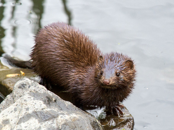 ▲美洲水鼬（American mink）在河中大量繁殖。（圖／翻攝自維基）