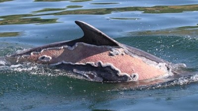 海豚嚴重曬傷「血肉外露」！三年後…保育員與牠海上相逢：本來擔心牠會死