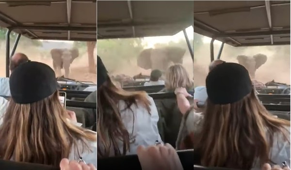 可怕！大象怒追吉普車「狂伸象鼻翻車」　老司機超強神技救遊客。（圖／翻攝自YouTube／Kruger National Park Videos）