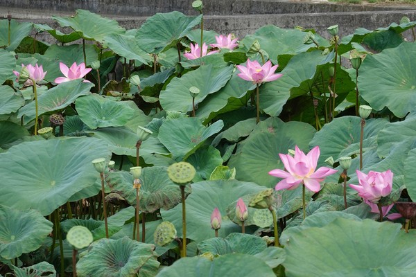 ▲雙溪上林荷花田。（圖／新北市政府綠美化環境景觀處提供）