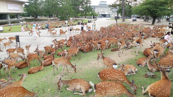 ▲▼ 奈良公園內的神祕鹿聚會。（圖／翻攝自推特／奈良國立博物館）