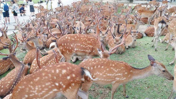 ▲▼ 奈良公園內的神祕鹿聚會。（圖／翻攝自推特／奈良國立博物館）
