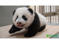 107日大、體重6949公克的「圓仔」變身小跟班，被保育員放回產房裡還會不高興的哼哼叫。（圖／台北市立動物園）