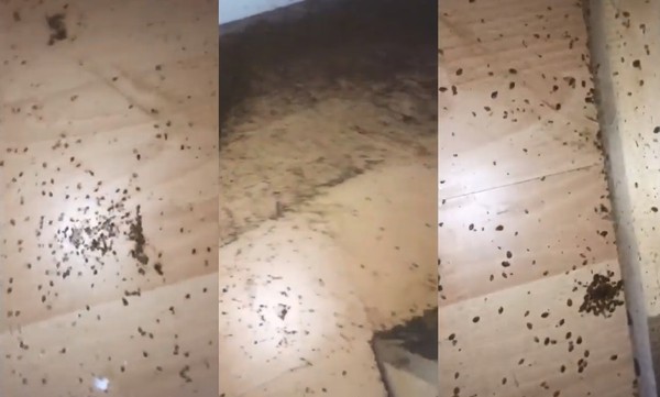 ▲▼加拿大滅蟲公司PO出滿屋床蝨的影片。（圖／翻攝自YouTube／Liveleak）