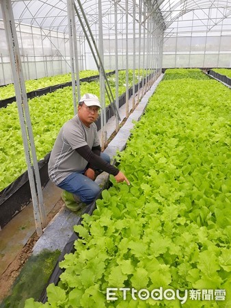 ▲ 40歲翻轉人生新北青農呂昆翰 智慧化水耕生產「汲鮮」蔬菜。（圖／新北市農業局提供）