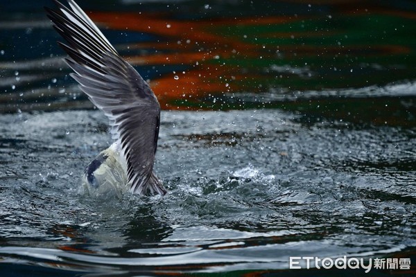 鳳頭燕鷗覓食「卡袋」險溺斃！（圖／拍鳥俱樂部陳志宏提供）