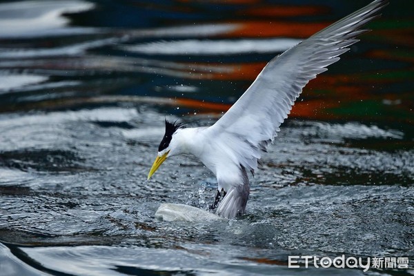 鳳頭燕鷗覓食「卡袋」險溺斃！（圖／拍鳥俱樂部陳志宏提供）