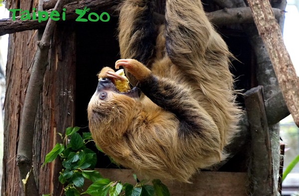 美食被鄰居幹走！樹獺氣炸狂揮爪。（圖／台北市立動物園提供）