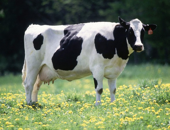 ▲牧場已經有大約2萬頭荷蘭乳牛（Holstein），此為荷蘭乳牛示意圖。（圖／翻攝自維基）