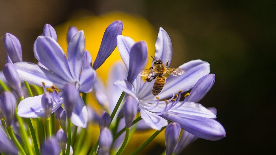 ▲群蜂數量正在大幅減少。（圖／取自pixabay）