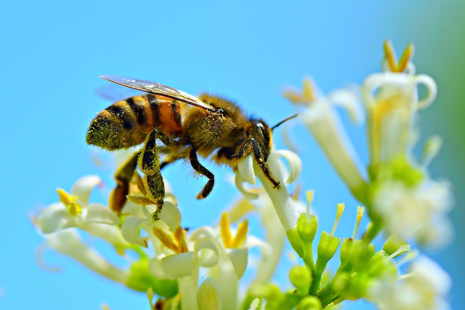 ▲群蜂數量正在大幅減少。（圖／取自pixabay）