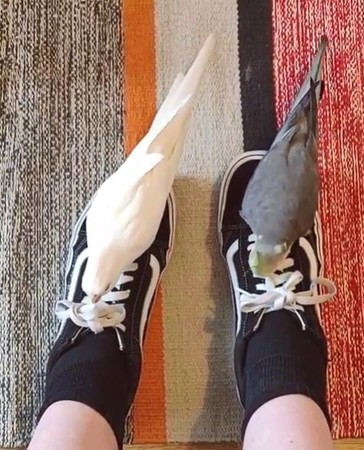 ▲鸚鵡解鞋帶。（圖／翻攝自Instagram@crumpetdumpling）